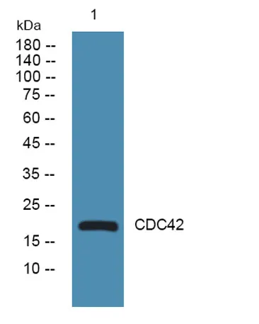 CDC42 rabbit pAb - image 1