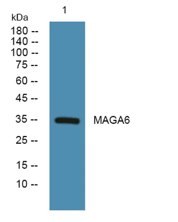 MAGA6 rabbit pAb