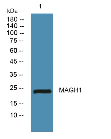 MAGH1 rabbit pAb