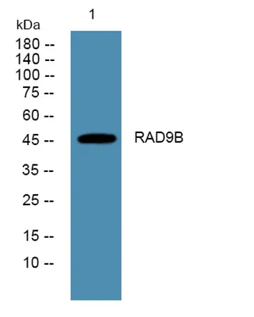 RAD9B rabbit pAb - image 1