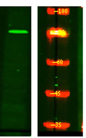 NUFP2 rabbit pAb