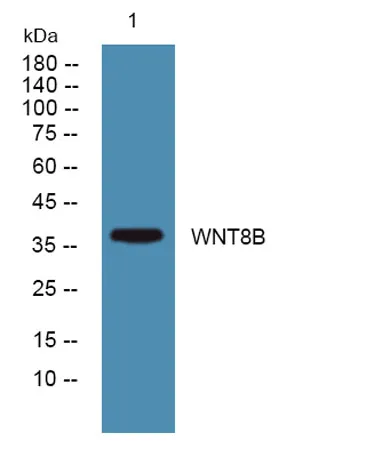 WNT8B rabbit pAb - image 1