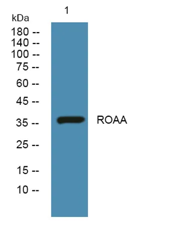 ROAA rabbit pAb