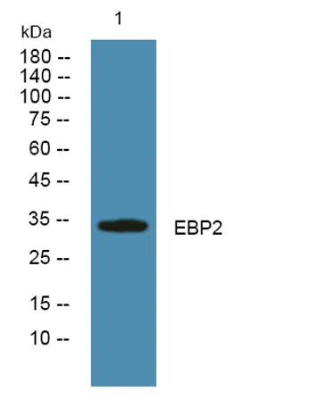 EBP2 rabbit pAb