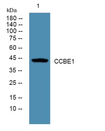 CCBE1 rabbit pAb - image 1