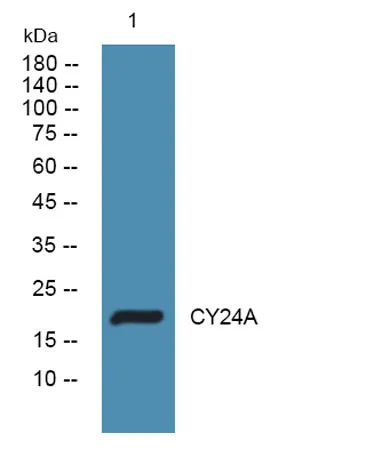 CY24A rabbit pAb