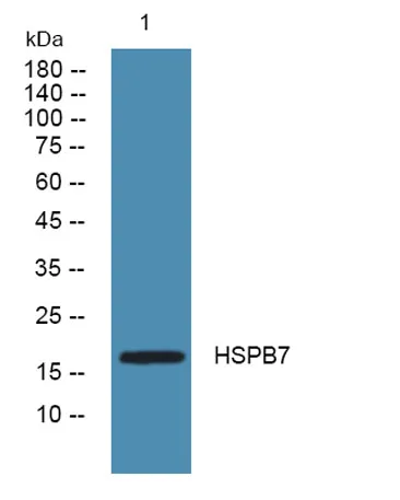 HSPB7 rabbit pAb - image 1
