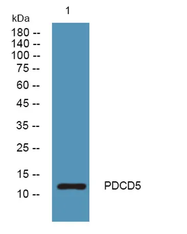 PDCD5 rabbit pAb - image 1