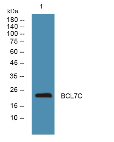 BCL7C rabbit pAb - image 1