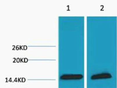 Histone H3 (Tri Methyl Lys18) rabbit pAb - image 1