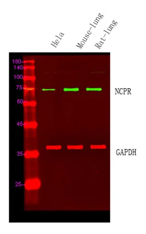 NCPR rabbit pAb
