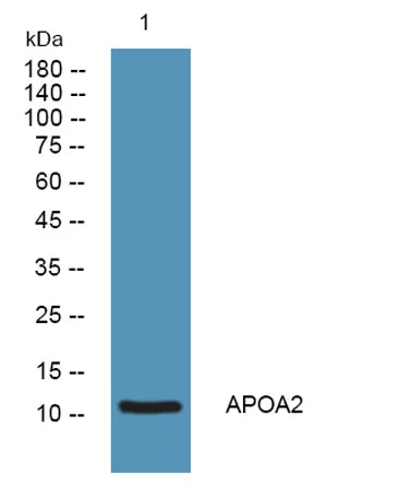 APOA2 rabbit pAb - image 1