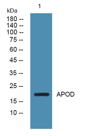 APOD rabbit pAb - image 1