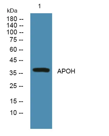 APOH rabbit pAb - image 1