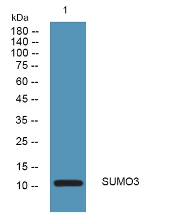 SUMO3 rabbit pAb - image 1