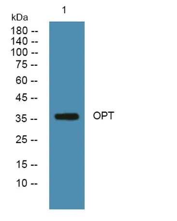 OPT rabbit pAb - image 1