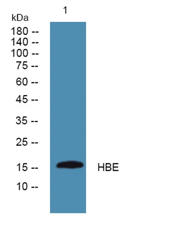 HBE rabbit pAb - image 1