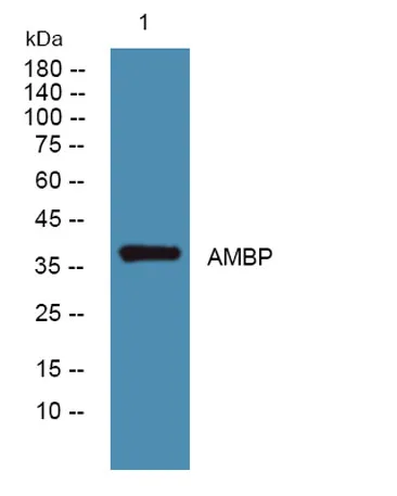 AMBP rabbit pAb - image 1