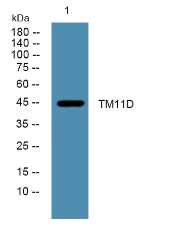 TM11D rabbit pAb - image 1