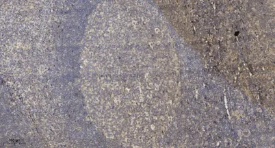 VWF rabbit pAb - image 1