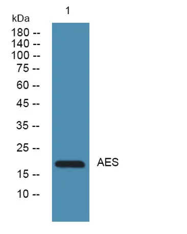 AES rabbit pAb