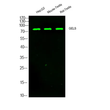 GELS rabbit pAb