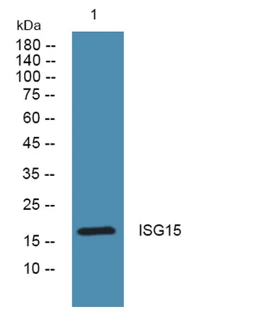 ISG15 rabbit pAb - image 1