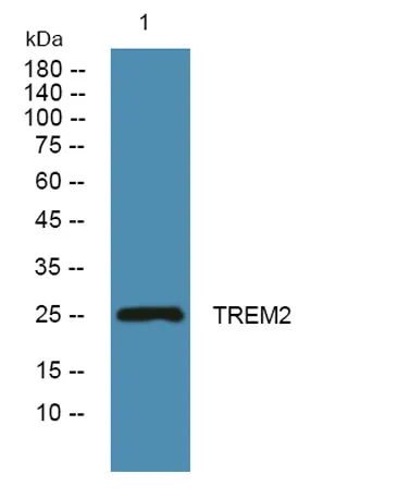 TREM2 rabbit pAb - image 1
