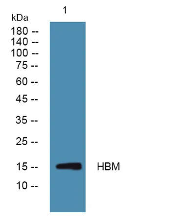 HBM rabbit pAb