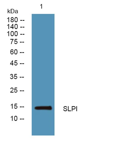 SLPI rabbit pAb - image 1