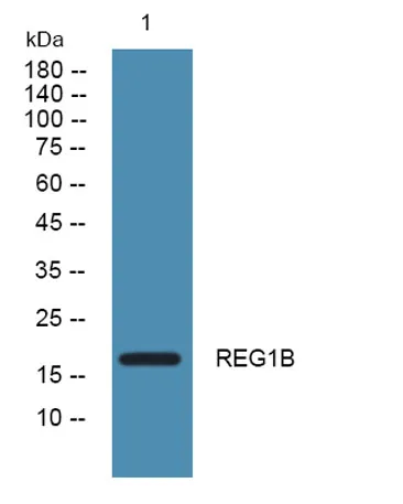 REG1B rabbit pAb - image 1