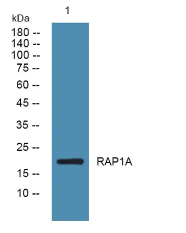RAP1A rabbit pAb - image 1