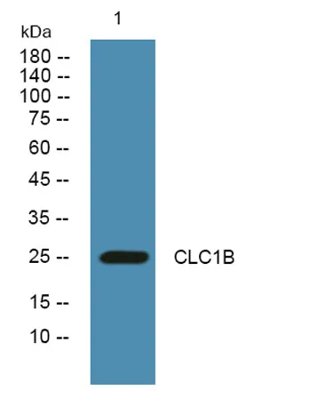 CLC1B rabbit pAb