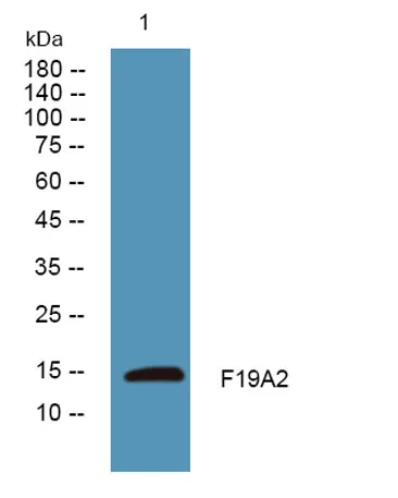 F19A2 rabbit pAb
