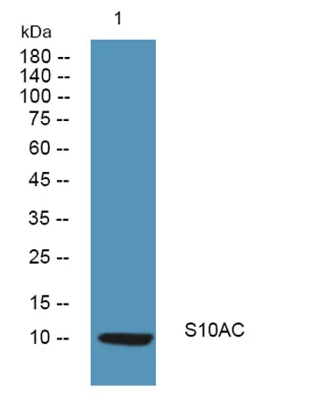 S10AC rabbit pAb