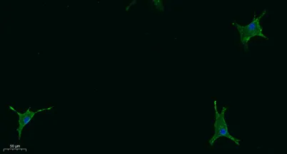 STAB2 rabbit pAb