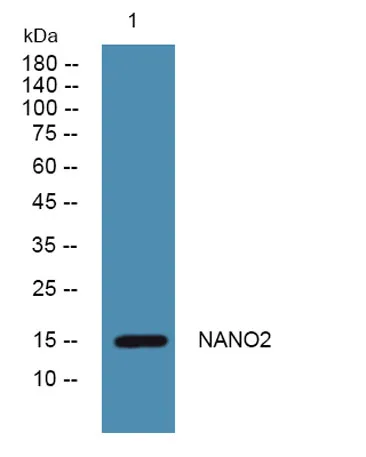 NANO2 rabbit pAb - image 1