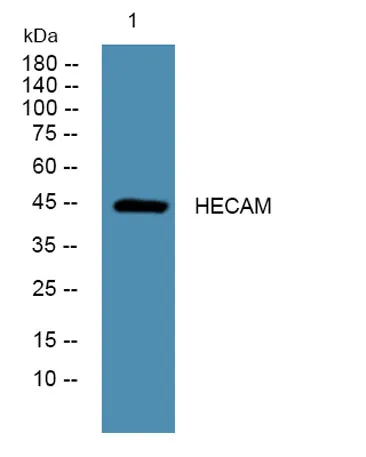 HECAM rabbit pAb
