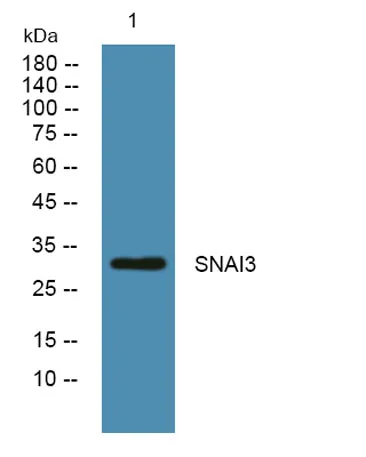 SNAI3 rabbit pAb - image 1