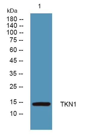 TKN1 rabbit pAb