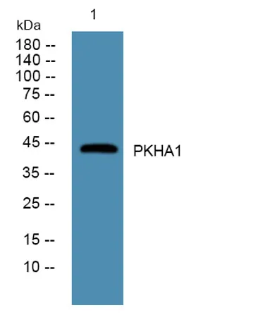 PKHA1 rabbit pAb