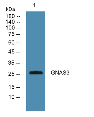 GNAS3 rabbit pAb