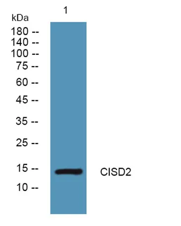 CISD2 rabbit pAb - image 1