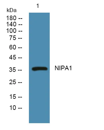 NIPA1 rabbit pAb - image 1