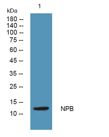 NPB rabbit pAb