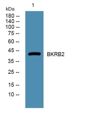 BKRB2 rabbit pAb
