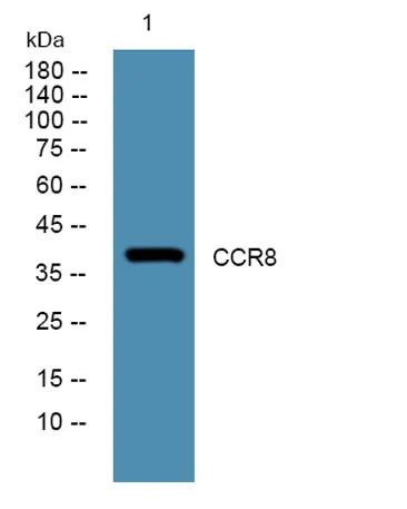 CCR8 rabbit pAb - image 1