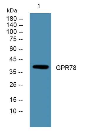 GPR78 rabbit pAb - image 1