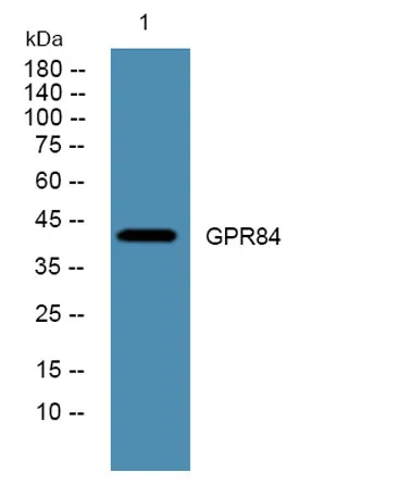 GPR84 rabbit pAb - image 1