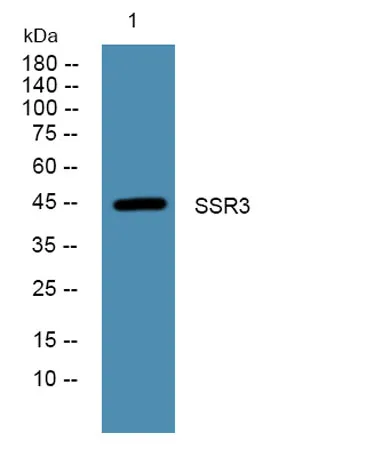 SSR3 rabbit pAb - image 1